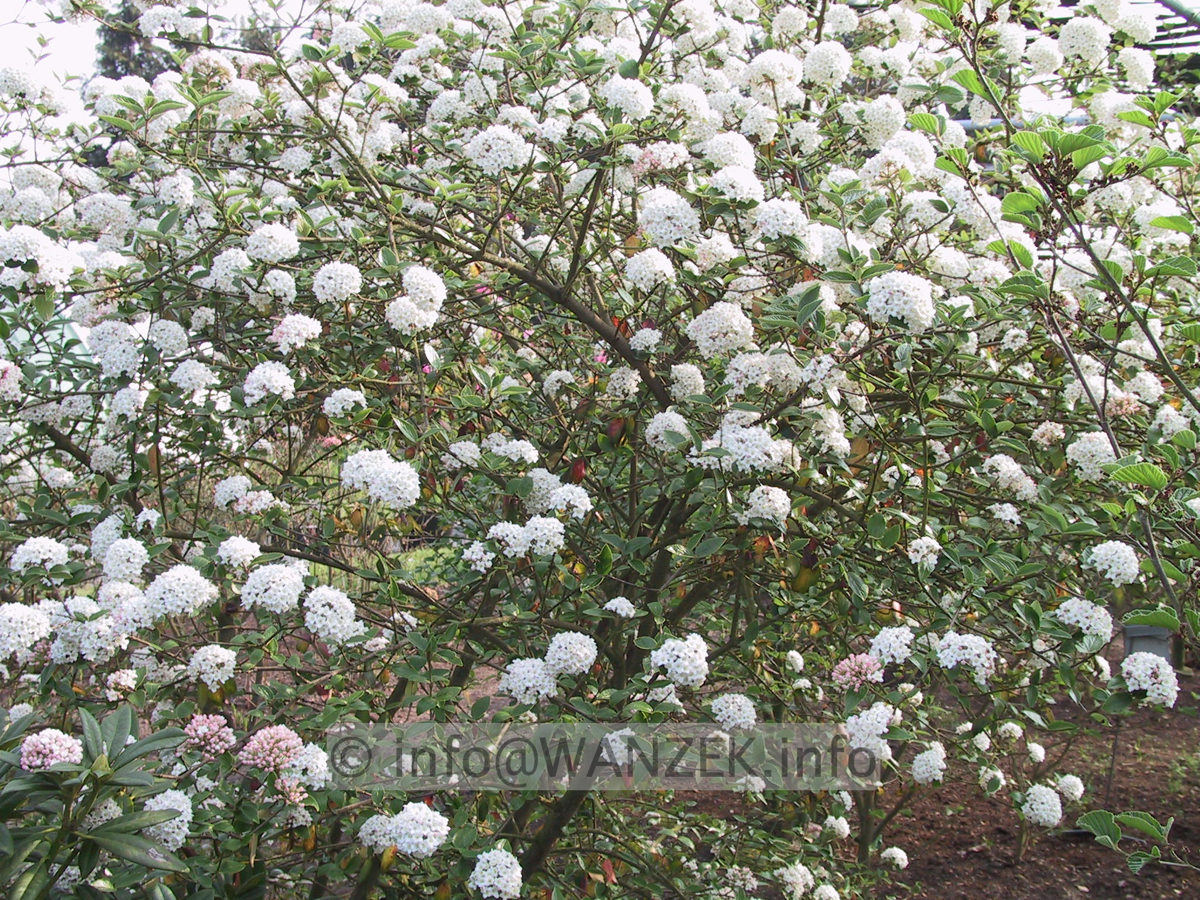 Viburnum brukwoodii 01 bluehend.JPG
